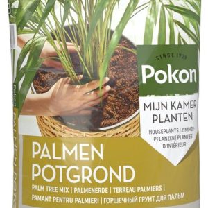 Palmgrond